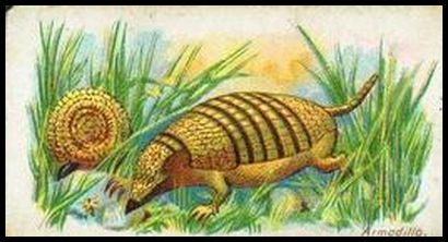 Armadillo